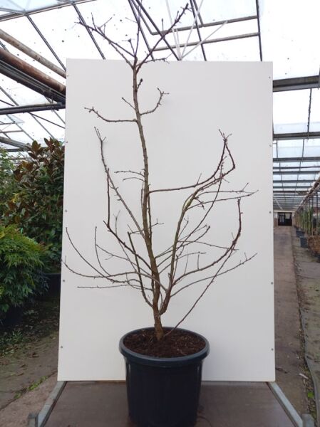 Xanthoceras sorbifolium (Gelbhorn) 150-175 cm C20, laubabwerfender Strauch mit verzweigten Trieben im Topf