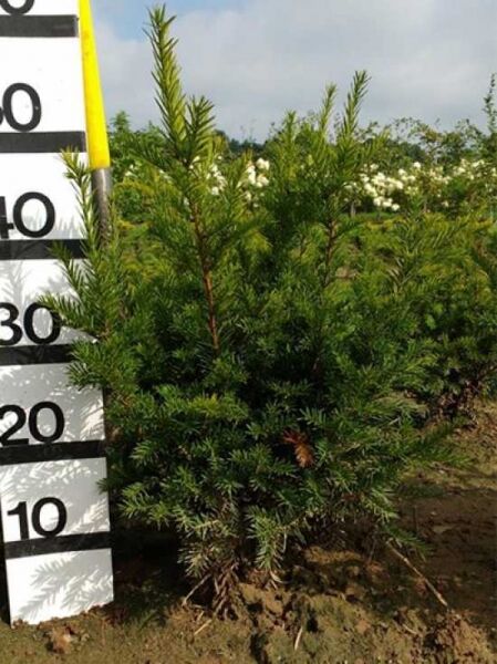 Taxus media 'Groenland' / Eibe 'Groenland' 40-50 cm m. B., buschiger immergrüner Nadelstrauch mit Ballenwurzelballen