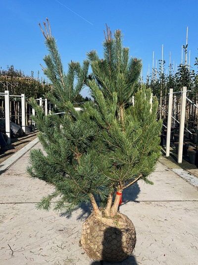 Pinus sylvestris, Gewöhnliche Kiefer/Wald-Kiefer, mehrstämmig, 175–200 cm, mit Ballen, Nadelbaum mit mehreren Stämmen