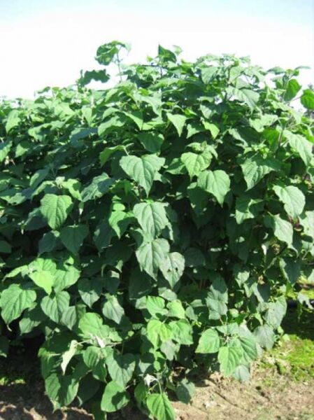 Clerodendrum trichotomum (Chinesischer Losbaum) 175-200 cm m. Db., dicht belaubter Strauch mit grünen, herzförmigen Blättern.