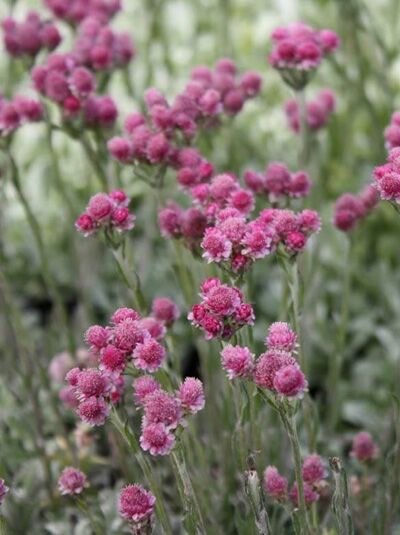 Katzenpfötchen 'Rotes Wunder' / Antennaria dioica 'Rotes Wunder'