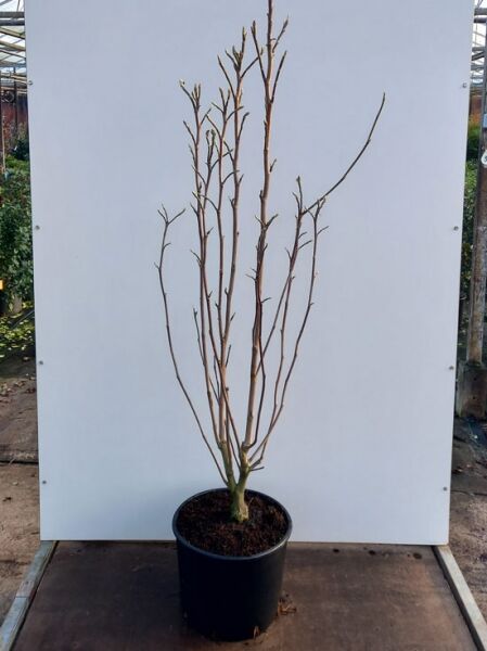 Magnolia 'Daphne' / Magnolie 'Daphne' 125-150 cm C20, mehrtriebige Jungpflanze im Container mit kahlen Zweigen und Knospen