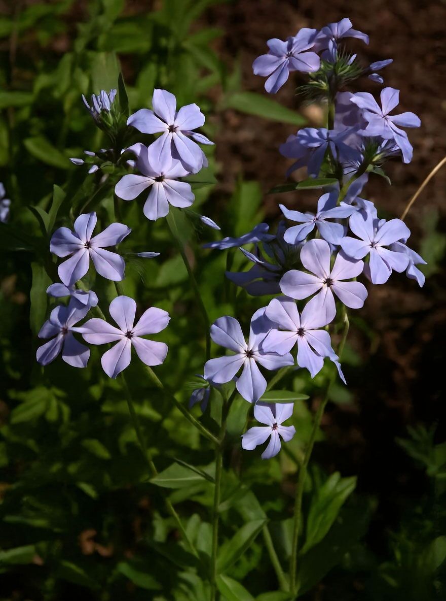 Blauer Wander-Phlox 'Blue Ridge' - Phlox stolonifera 'Blue Ridge'
