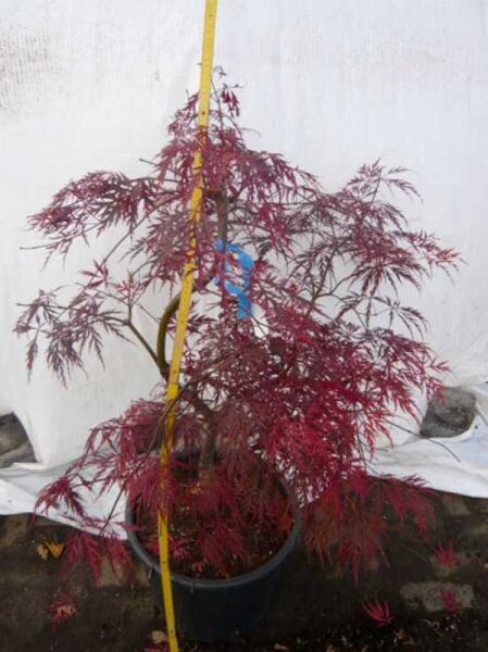 Dunkelroter Schlitz-Ahorn Acer palmatum 'Dissectum Garnet', japanischer Ahorn im Container C20, ca. 80–100 cm hoch