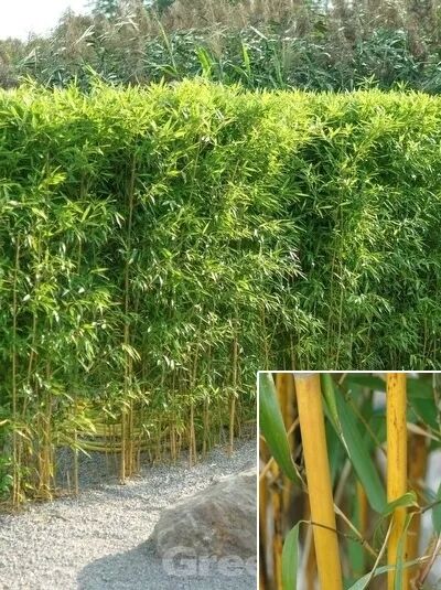 Goldener Peking Bambus / Phyllostachys aureosulcata &#039;Aureocaulis&#039;