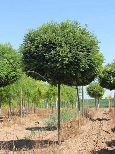 Robinia pseudoacacia 'Umbraculifera' / Kugel-Robinie, Kugelkrone am Stamm, 225 cm Stamm, 25-30 StU, mit Drahtballen