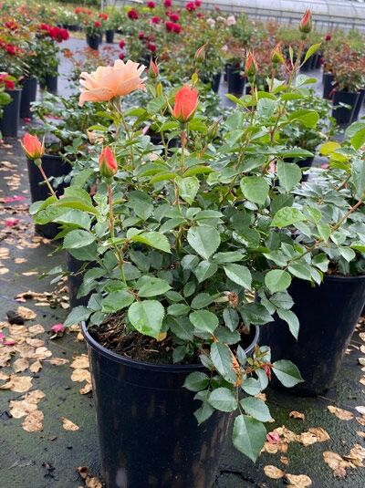 Rosa 'SEE YOU ® in Apricot' / Beetrose 'SEE YOU ® in Apricot' C5 im Topf mit apricotfarbener Blüte und Knospen, grünes Laub