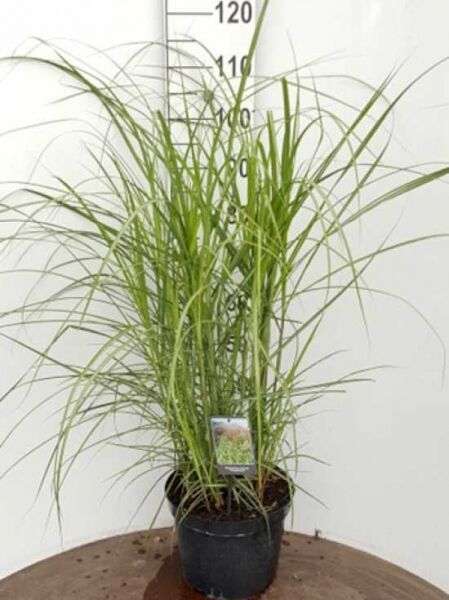 Miscanthus sinensis 'Malepartus' / Garten-Chinaschilf 'Malepartus', Sorte C10, im Topf, mit schmalen grünen Halmen und Blättern
