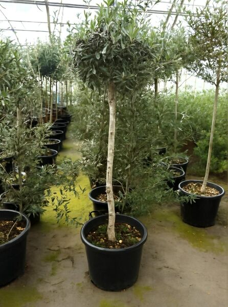 Olea europaea (Olivenbaum) Halbstamm 10-12 StU im C30-Topf mit geradem Stamm und kugeliger Krone im Gewächshaus
