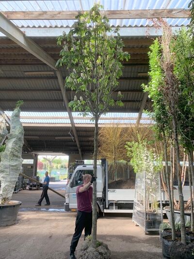 Gewöhnliche Rosskastanie (Aesculus hippocastanum) Hochstamm 20-25 StU mit Drahtballierung, Baum mit Stamm und grünem Laub.