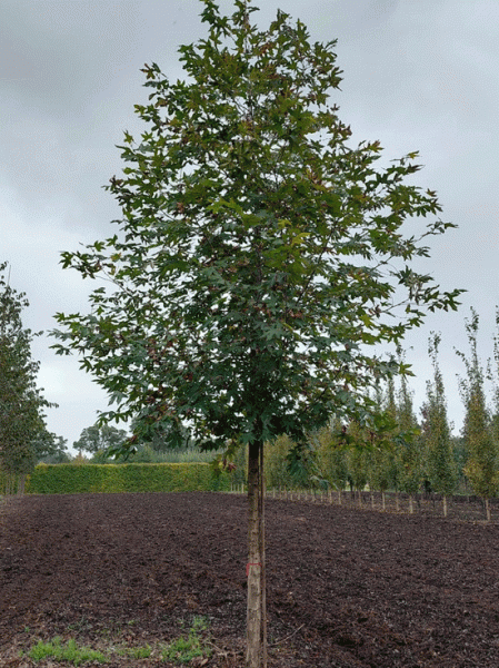 Platanus orientalis 'Digitata' – Schlitzblättrige Orientalische Platane 'Digitata' als Hochstamm mit geradem Stamm und schlitzblättriger Krone