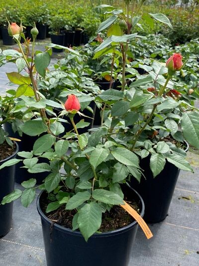 Edelrose 'Chippendale' / Edelrose 'Chippendale'