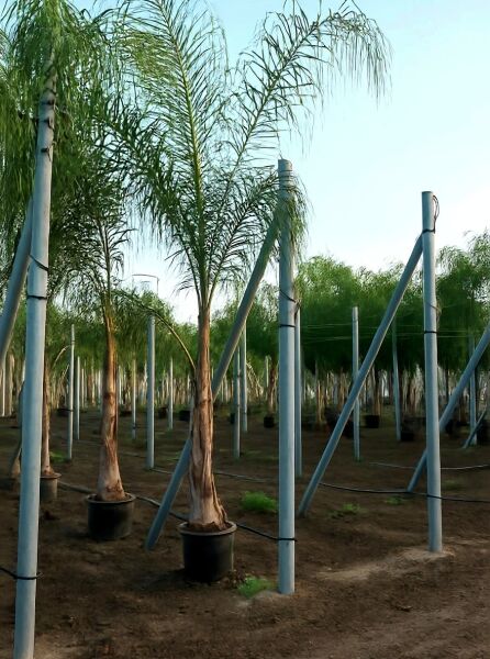 Königin-Palme (Syagrus romanzoffiana) im Topf, ca. 250–300 cm hoch, Container C30, mit gefiederten Wedeln und Stamm.