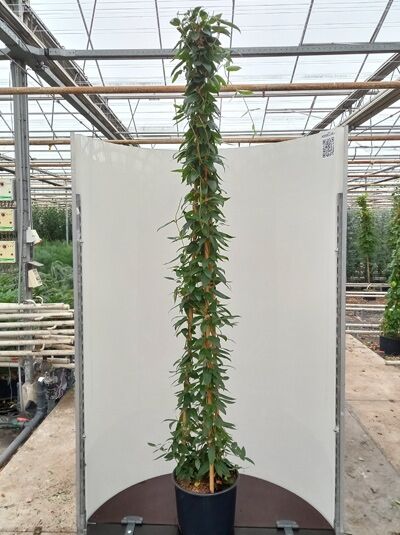 Lonicera henryi / Immergrünes Geißblatt 250-300 cm C20, hoch wachsend im Topf, schmale grüne Blätter an Rankhilfe