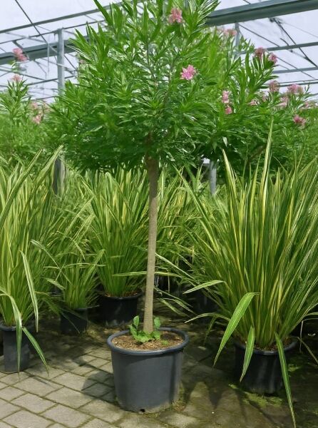 Nerium oleander (Oleander/Rosenlorbeer) Hochstamm im Container, grüne Blätter und rosarote Blüten.