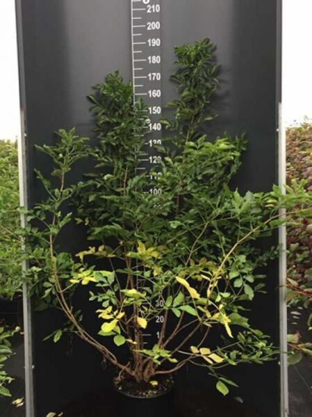 Sambucus nigra / Schwarzer Holunder 125-150 cm C20, mehrtriebiger Strauch im Container mit grünem Laub.