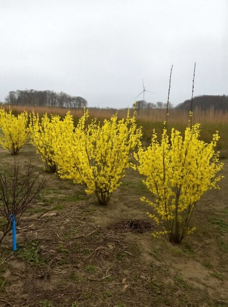 Forsythie „Lynwood“ (Forsythia intermedia „Lynwood“), Goldglöckchen, 150–175 cm, mehrstämmiger Busch mit gelben Blüten.