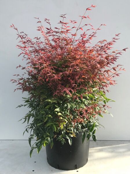 Nandina domestica 'Obsessed' (Heiliger Bambus) im Topf C20, 70–80 cm, buschiger Wuchs mit rotgrünem Laub