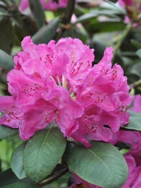 Rhododendron Hybride 'Junifreude' / Rhododendron 'Junifreude'