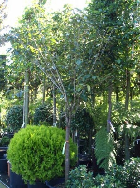 Diospyros kaki Kakipflaume, Kakibaum Halbstamm 16-18 StU C70, mehrtriebiger Baum im Container mit grünen Blättern.