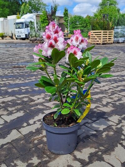 Rhododendron 'Cassata' - Rhododendron Hybride 'Cassata'