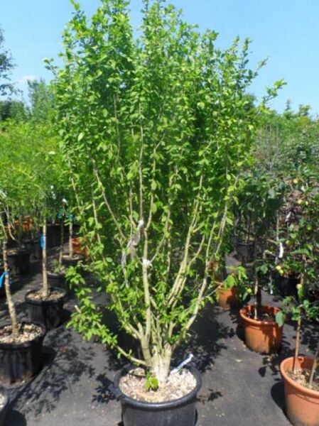 Garten-Eibisch 'Pink Giant' / Strauch-Eibisch 'Pink Giant' / Garten-Eibisch 'Pink Giant' / Strauch-Eibisch 'Pink Giant'