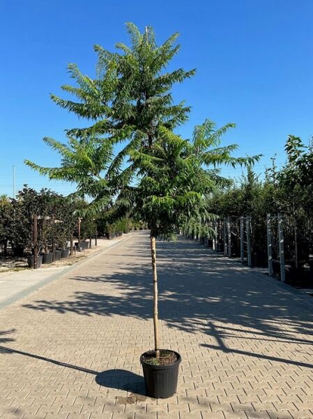 Rhus typhina 'Dissecta' / Farnwedel-Sumach 'Dissecta', Hochstamm im Container mit geschlitzten, farnartigen Blättern, 14-16 StU