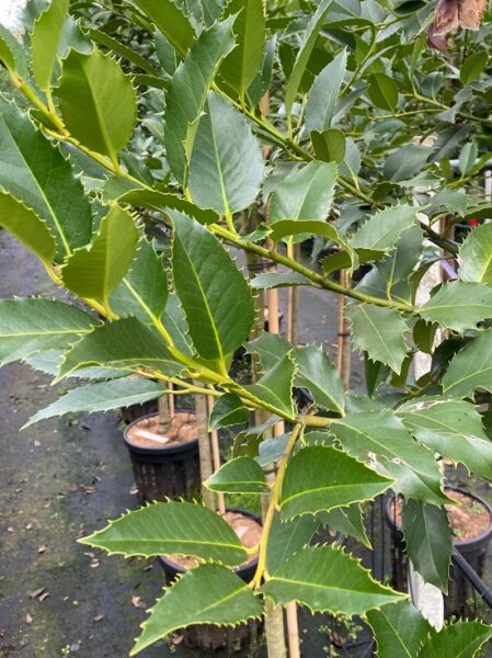 Stechpalme 'Chestnut Leaf' / Ilex koehneana 'Chestnut Leaf'