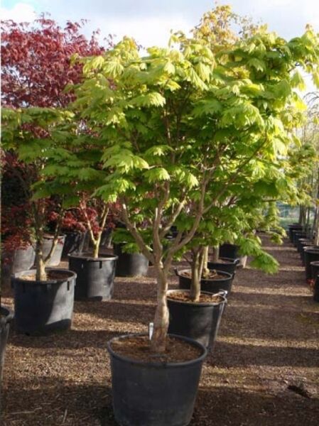 Weinblättriger Japan-Ahorn Acer japonicum 'Vitifolium', mehrstämmiger Baum im Container C70, ca. 200–250 cm, mit grünem Laub