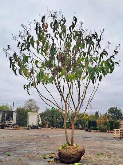 Sieben-Söhne-des-Himmels-Strauch &#039;mehrstämmig&#039; 200-225 / Heptacodium miconioides (1567224)