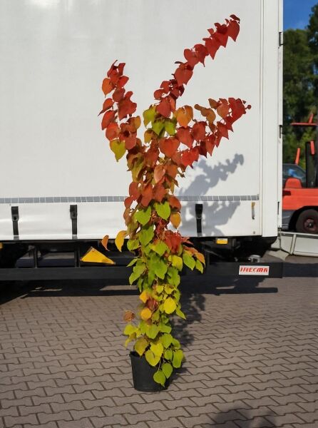 Kanadischer Judasbaum 'Eternal Flame' (Cercis canadensis 'Eternal Flame') im Topf, aufrechter Wuchs mit grün-rotem Laub.