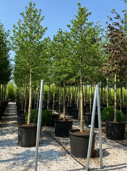 Magnolia loebneri 'Merrill' / Große Stern-Magnolie 'Merrill' Hochstamm 20-25 StU im Container, Baum mit grünem Laubkrone.