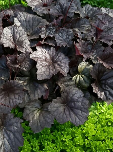 Purpurglöckchen 'Palace Purple' / Purpurglöckchen 'Palace Purple'