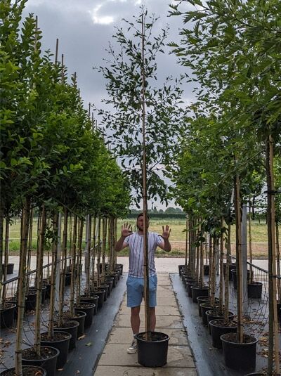 Bambus-Erle Hochstamm Alnus glutinosa 'Imperialis', 10-12 StU, im Container, schlanker Stamm mit Krone in Baumschule.