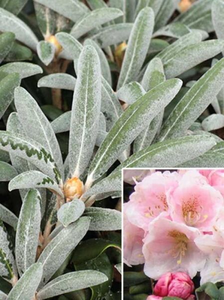 Rhododendron yakushimanum 'Koichiro Wada' / Rhododendron 'Koichiro Wada'