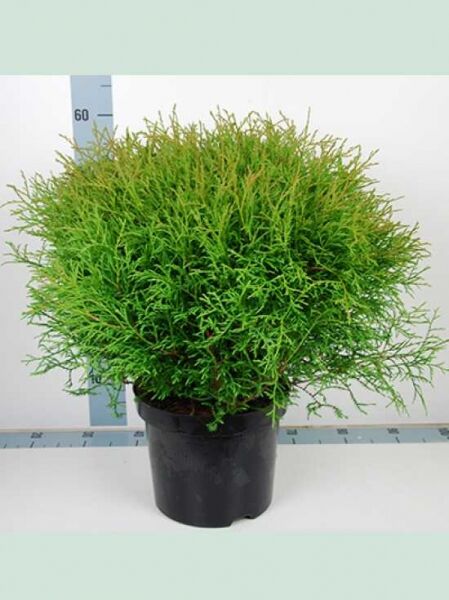 Thuja occidentalis 'Mr Bowling Ball' / Bubikopf-Lebensbaum 'Mr Bowling Ball' 40-50 cm C7 im Topf, kugeliger Wuchs, grüne Triebe
