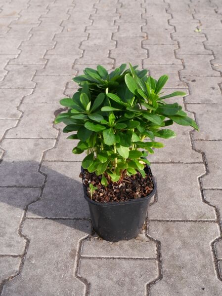 Garten-Wolfsmilch  / Garten-Wolfsmilch 