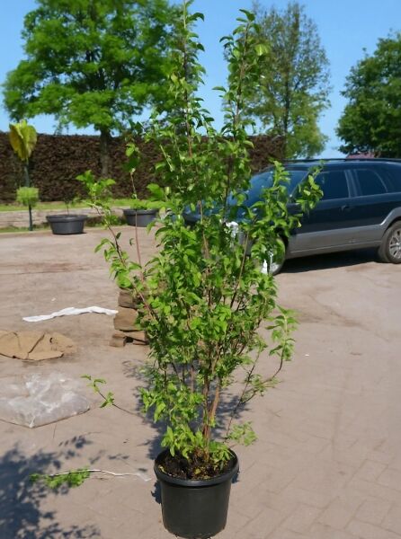Viburnum bodnantense 'Dawn' – Bodnant Schneeball 'Dawn' im Container C35, Strauch 175–200 cm mit grünen Blättern