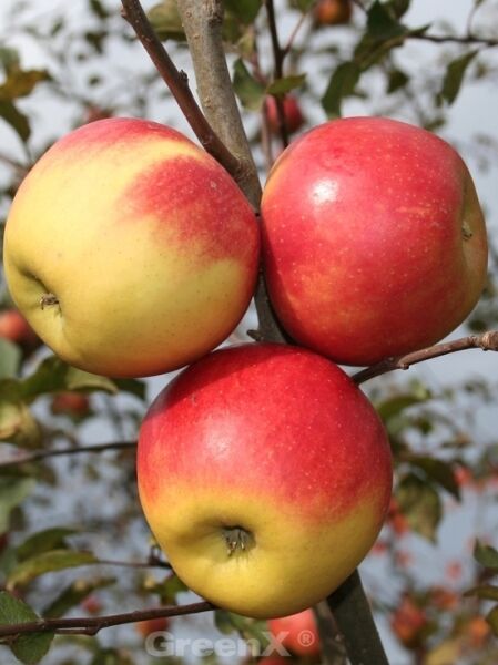 Apfel &#039;Elstar&#039; / Malus domestica &#039;Elstar&#039;