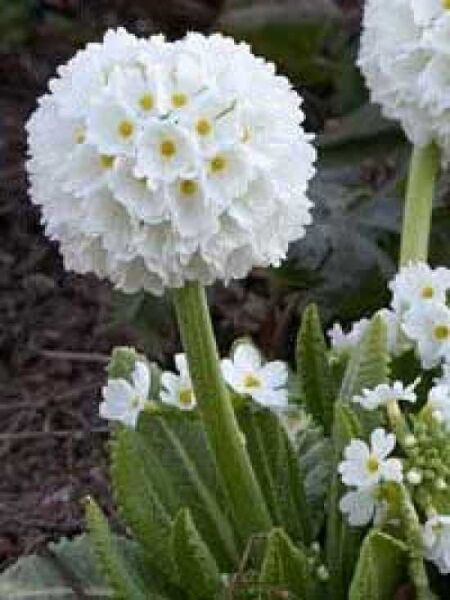 Kugel-Primel 'Alba' / Primula denticulata 'Alba'