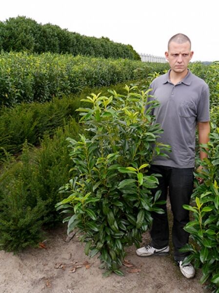 Prunus laurocerasus 'Genolia' / Kirschlorbeer 'Genolia', Solitär 125-150 cm m. B., aufrechter Strauch mit glänzendem Laub
