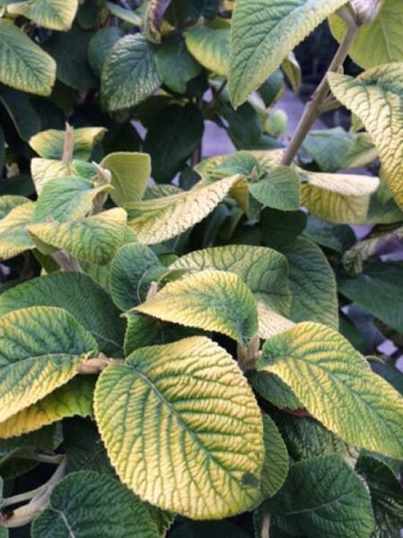Viburnum lantana 'Aureum' / Goldener / Wolliger Schneeball 'Aureum'