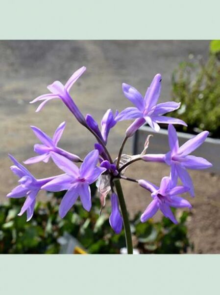 Zimmerknoblauch / Tulbaghia violacea