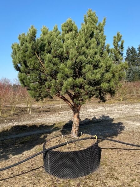 Strauch-Wald-Kiefer Schirmform (Nr.1367) / Pinus sylvestris 'Watereri'  225-250 cm breit  x 225-250m hoch