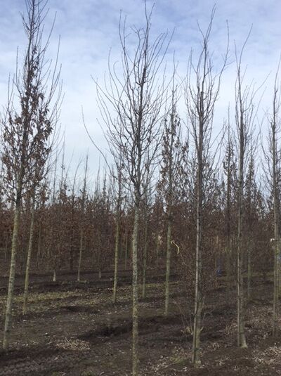 Hainbuche 'Jurrius' / Carpinus betulus 'Jurrius'