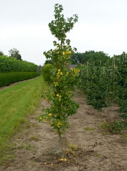 Liquidambar styraciflua 'Pendula' – Hängender Amberbaum Hochstamm 10-12 StU m. Db., schlanker Stamm mit grünen Blättern
