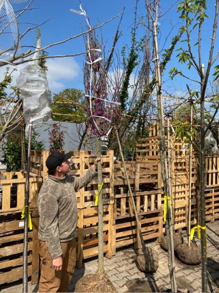 Cercis canadensis 'Oklahoma' / Amerikanischer Judasbaum 'Oklahoma' Hochstamm 16-18 StU, Laubbaum mit Ballen und Stützpfahl