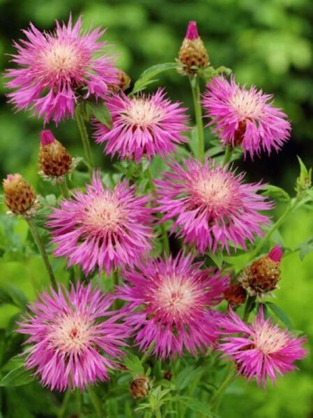 Kornblume / Flockenblume / Centaurea dealbata