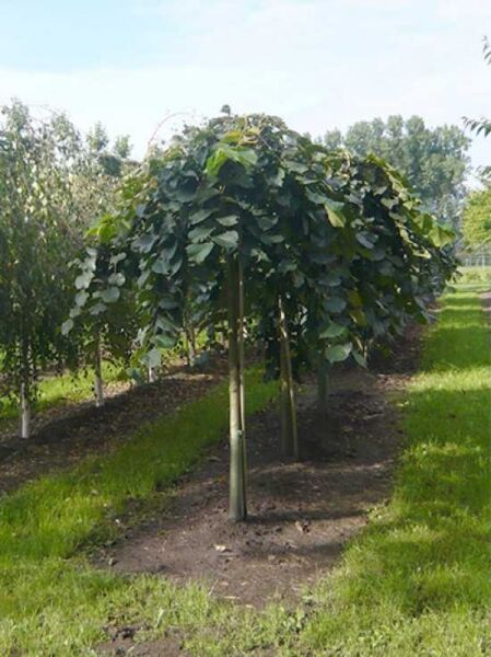Lauben-Ulme / Ulmus glabra 'Camperdownii'