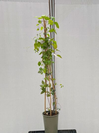 Waldrebe 'Huldine' - Clematis viticella 'Huldine'